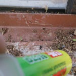 Kis hangyák a lakásban, hogy megszabaduljon tőlük