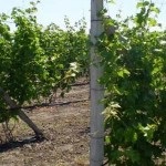 A kiválasztás módja - Mesterséges hibridizáció, a krími szőlő