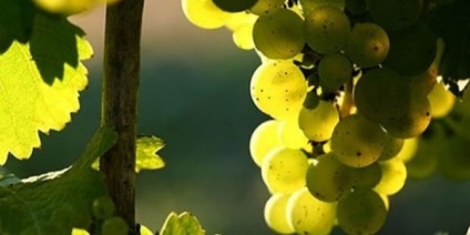 A kiválasztás módja - Mesterséges hibridizáció, a krími szőlő