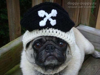 Pug - amatőr érzékenység (élet) Pug - amatőr érzékenység