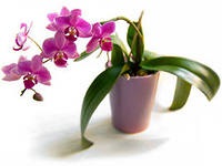 Lehetséges, hogy az orchidea ház jelek és babonák, Virágbolt Consulting