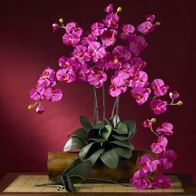 Lehetséges, hogy az orchidea ház jelek és babonák, Virágbolt Consulting