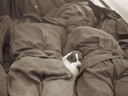 A Cherkaschine létrehozott egyedülálló emlékműve 150 Border kutyák, amelyek „kitört” ezred