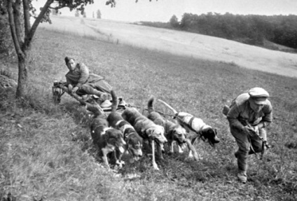 A Cherkaschine létrehozott egyedülálló emlékműve 150 Border kutyák, amelyek „kitört” ezred
