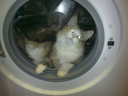 Cat öntözik vízzel, vörös macska (víz) Cat öntözik vízzel, vörös macska