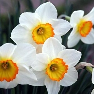 Narcissus - egy mágikus és gyógyító tulajdonságait növények - minden anyag - • • zonatigra