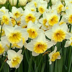 Narcissus - egy mágikus és gyógyító tulajdonságait növények - minden anyag - • • zonatigra