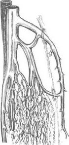 Következetlensége ostialnogo szelep kis véna saphena