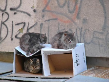 Nem titok, hogy a macskák szeretik dobozok