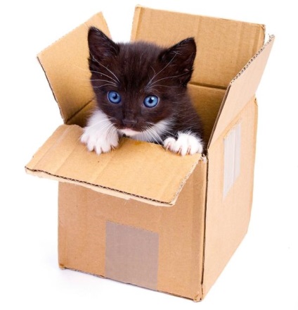 Nem titok, hogy a macskák szeretik dobozok