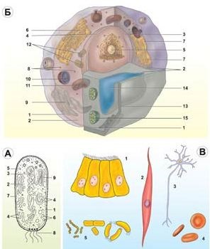 Általános biológia különböző sejtek
