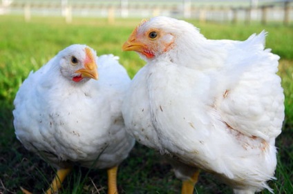 Áttekintés a broiler fajták leírását és a termelékenységet, fényképpel (leírás) Áttekintés a broiler fajták leírását és a termelékenység, a fotók