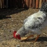 Áttekintés a broiler fajták leírását és a termelékenységet, fényképpel (leírás) Áttekintés a broiler fajták leírását és a termelékenység, a fotók