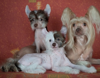Áttekintés a kutyafajták kínai meztelen teljes típusának leírása, a gondozás és fotó