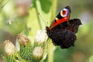 Leírás pillangó nap páva élőhely és az életciklus a rovar, a fotó