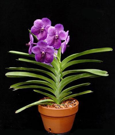 Orchideák Vietnamból különös gondot (oldalhajtások gyermek) Orchideák Vietnamból különös gonddal