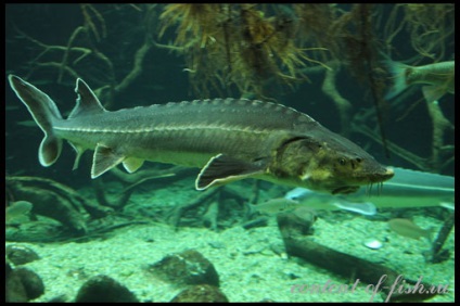Sturgeon akvárium (tok) tokhal akvárium