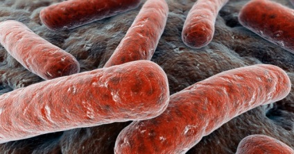 A fő okozó betegségek baktériumok portál medizona egészségügyi