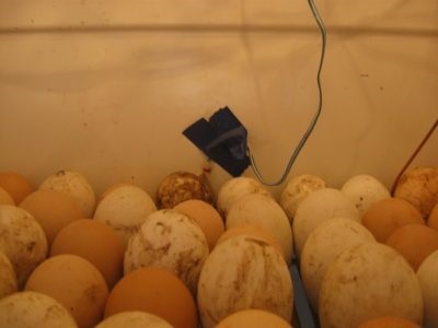 Jellemzők és termesztési módszerekkel pulyka az inkubátorban