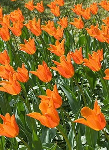 Ünnepnapok Holland all-inclusive szálloda Hollandiában, az árak a túrák a holland 2017-ben (Tours) Ünnepnapok Holland all-inclusive szálloda Hollandiában, az árak a túrák a holland 2017-ben