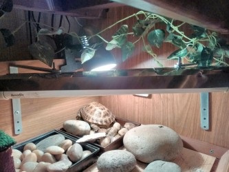 Reflektor Terrárium lámpák kezüket - szól teknősök