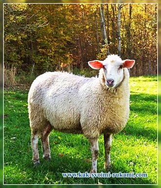 Sheep prekos (fotó) - fészkelő fajok, saját kezűleg -, hogyan lehet a legjobban