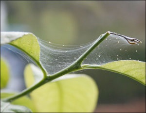 Takácsatka a Ficus