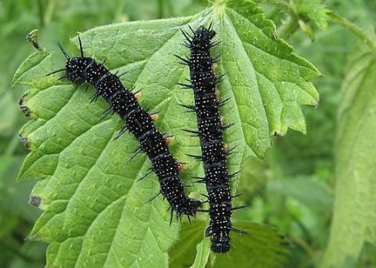 Peacock - a legszebb pillangó medián szalag