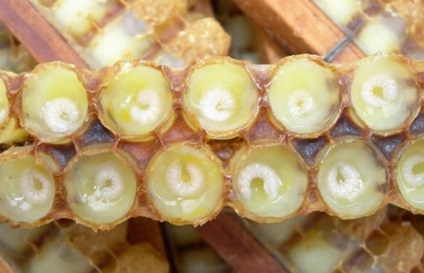 Méhek pikkelysömör kezelésére