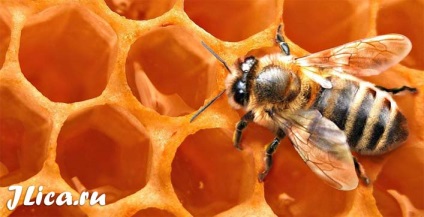 Méhviasszal álarcok és otthoni 8 értékelés