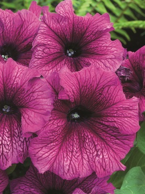 Petunia fotó és leírás a legjobb fajta, a termesztési feltételek petúnia, hogyan kell gondoskodni a virágok (fotó) Petunia fotó és leírás a legjobb fajta, a termesztési feltételek petúnia, hogyan kell gondoskodni virágok