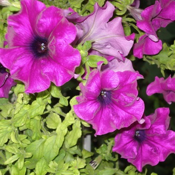 Petunia fotó és leírás a legjobb fajta, a termesztési feltételek petúnia, hogyan kell gondoskodni a virágok (a legtöbb) Petunia fotó és leírás a legjobb fajta, a termesztési feltételek petúnia, hogyan kell gondoskodni virágok