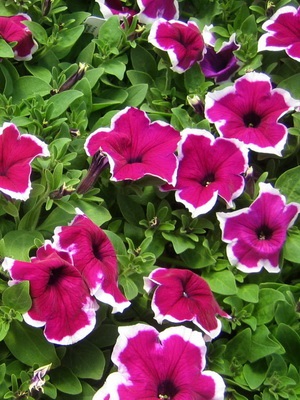 Petunia fotó és leírás a legjobb fajta, a termesztési feltételek petúnia, hogyan kell gondoskodni a virágok (a legtöbb) Petunia fotó és leírás a legjobb fajta, a termesztési feltételek petúnia, hogyan kell gondoskodni virágok