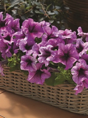 Petunia fotó és leírás a legjobb fajta, a termesztési feltételek petúnia, hogyan kell gondoskodni a virágok (fotó) Petunia fotó és leírás a legjobb fajta, a termesztési feltételek petúnia, hogyan kell gondoskodni virágok