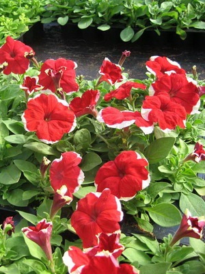 Petunia fotó és leírás a legjobb fajta, a termesztési feltételek petúnia, hogyan kell gondoskodni a virágok (fotó) Petunia fotó és leírás a legjobb fajta, a termesztési feltételek petúnia, hogyan kell gondoskodni virágok