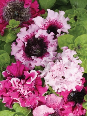 Petunia fotó és leírás a legjobb fajta, a termesztési feltételek petúnia, hogyan kell gondoskodni a virágok (a legtöbb) Petunia fotó és leírás a legjobb fajta, a termesztési feltételek petúnia, hogyan kell gondoskodni virágok