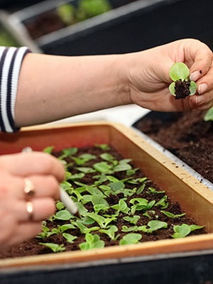 Petunia fotó és leírás a legjobb fajta, a termesztési feltételek petúnia, hogyan kell gondoskodni a virágok (petúnia) Petunia fotó és leírás a legjobb fajta, a termesztési feltételek petúnia, hogyan kell gondoskodni virágok
