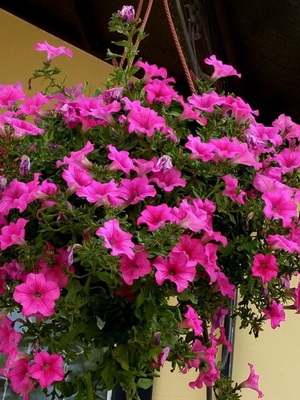 Petunia fotó és leírás a legjobb fajta, a termesztési feltételek petúnia, hogyan kell gondoskodni a virágok (petúnia) Petunia fotó és leírás a legjobb fajta, a termesztési feltételek petúnia, hogyan kell gondoskodni virágok