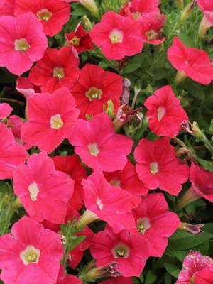 Petunia fotó és leírás a legjobb fajta, a termesztési feltételek petúnia, hogyan kell gondoskodni a virágok (a legtöbb) Petunia fotó és leírás a legjobb fajta, a termesztési feltételek petúnia, hogyan kell gondoskodni virágok