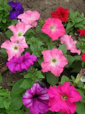 Petunia fotó és leírás a legjobb fajta, a termesztési feltételek petúnia, hogyan kell gondoskodni a virágok (petúnia) Petunia fotó és leírás a legjobb fajta, a termesztési feltételek petúnia, hogyan kell gondoskodni virágok