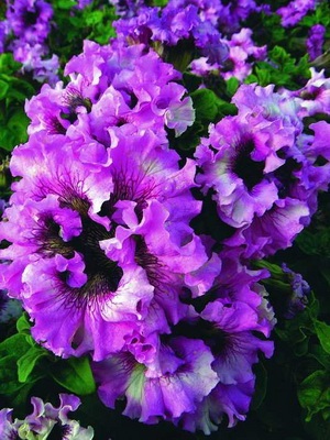 Petunia fotó és leírás a legjobb fajta, a termesztési feltételek petúnia, hogyan kell gondoskodni a virágok (a legtöbb) Petunia fotó és leírás a legjobb fajta, a termesztési feltételek petúnia, hogyan kell gondoskodni virágok