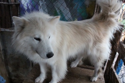 Kennel Elbrus Jekatyerinburgban értékelések mintegy utunk (Elbrusz) Elbrus óvoda Jekatyerinburgban utunk vélemény