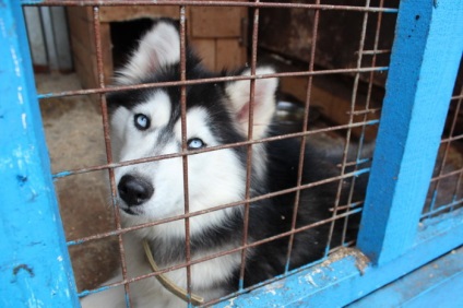 Kennel Elbrus Jekatyerinburgban értékelések mintegy utunk (Elbrusz) Elbrus óvoda Jekatyerinburgban utunk vélemény