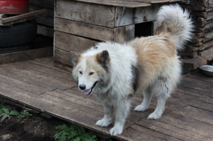 Kennel Elbrus Jekatyerinburgban utunk értékelés (óvoda) Elbrus óvoda Jekatyerinburgban utunk vélemény