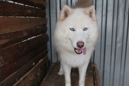 Kennel Elbrus Jekatyerinburgban értékelések mintegy utunk (Elbrusz) Elbrus óvoda Jekatyerinburgban utunk vélemény