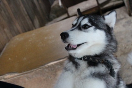 Kennel Elbrus Jekatyerinburgban értékelések mintegy utunk (Elbrusz) Elbrus óvoda Jekatyerinburgban utunk vélemény