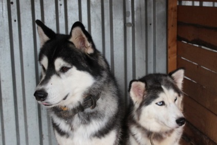 Kennel Elbrus Jekatyerinburgban utunk értékelés (óvoda) Elbrus óvoda Jekatyerinburgban utunk vélemény