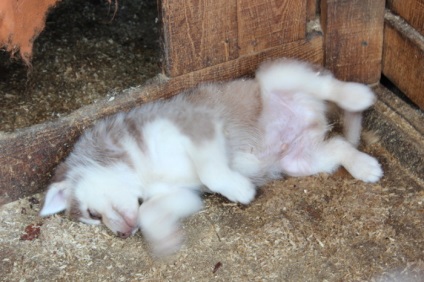 Kennel Elbrus Jekatyerinburgban utunk értékelés (óvoda) Elbrus óvoda Jekatyerinburgban utunk vélemény