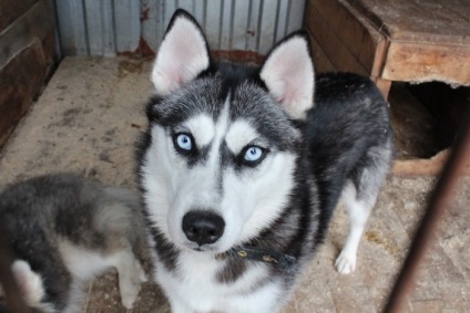 Kennel Elbrus Jekatyerinburgban utunk értékelés (óvoda) Elbrus óvoda Jekatyerinburgban utunk vélemény