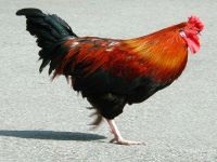Miért harc miért csirkék Peck egymás Chicken miért csirkék Peck agresszív